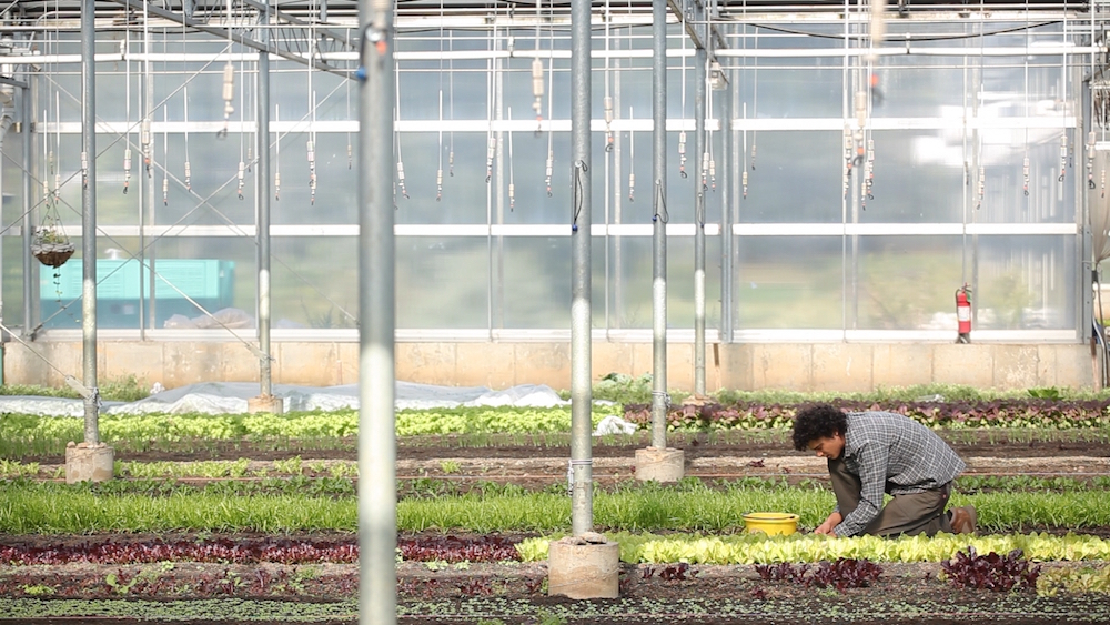 stone-barns-greenhouse2