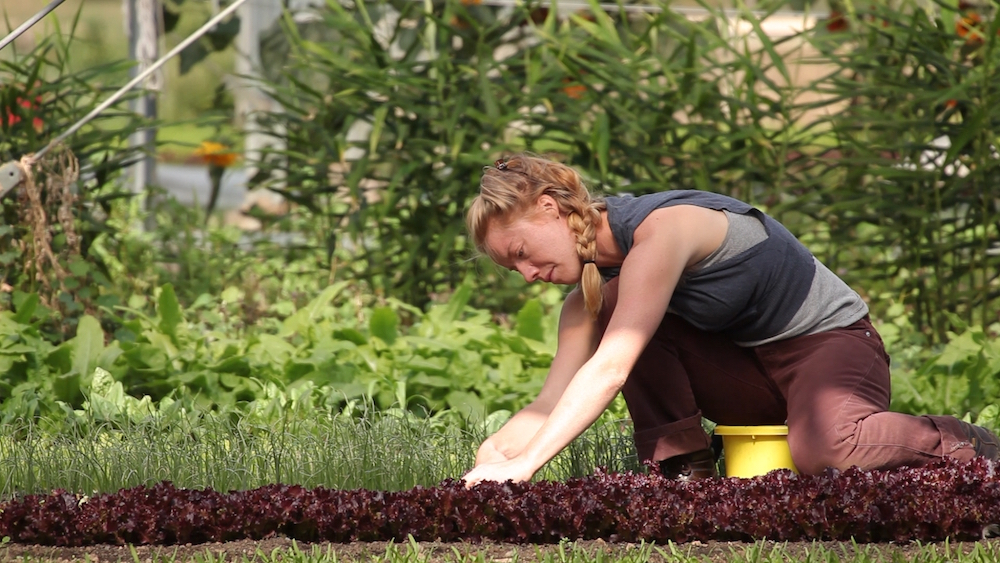 harvest-lettuce