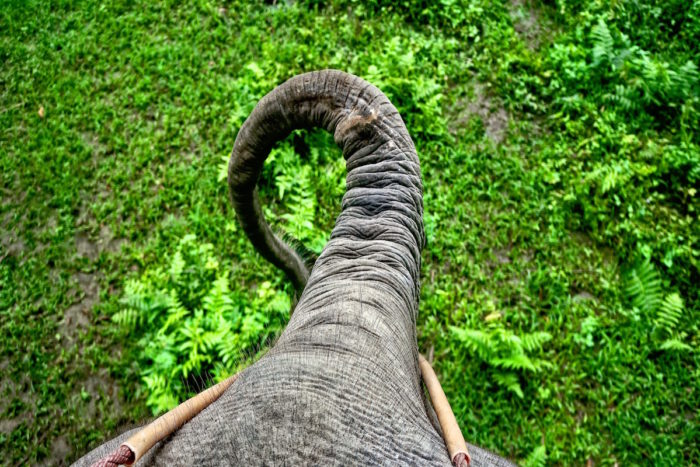 elephant