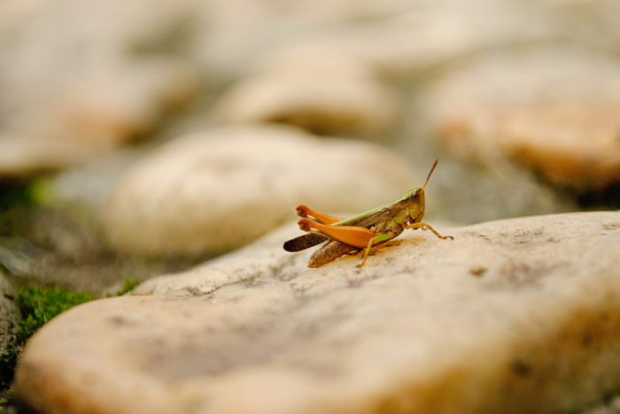 crickets