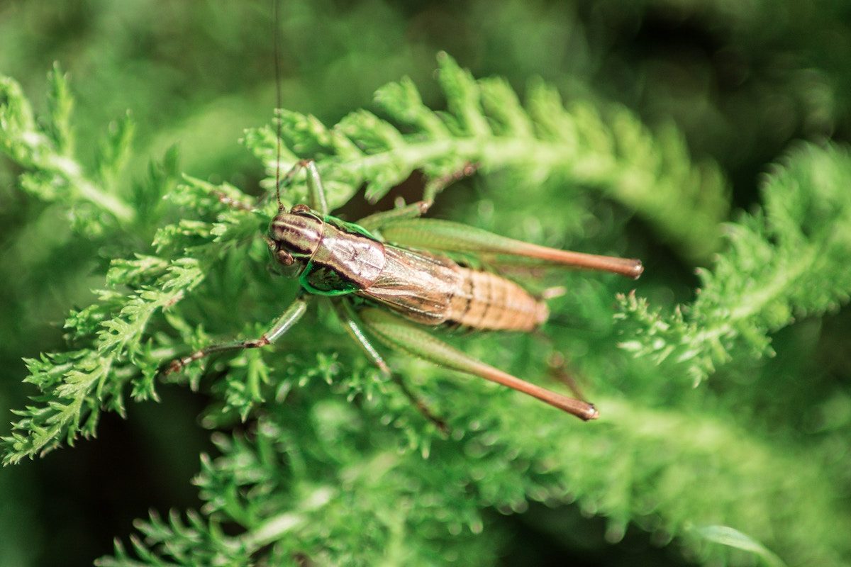 Cricket