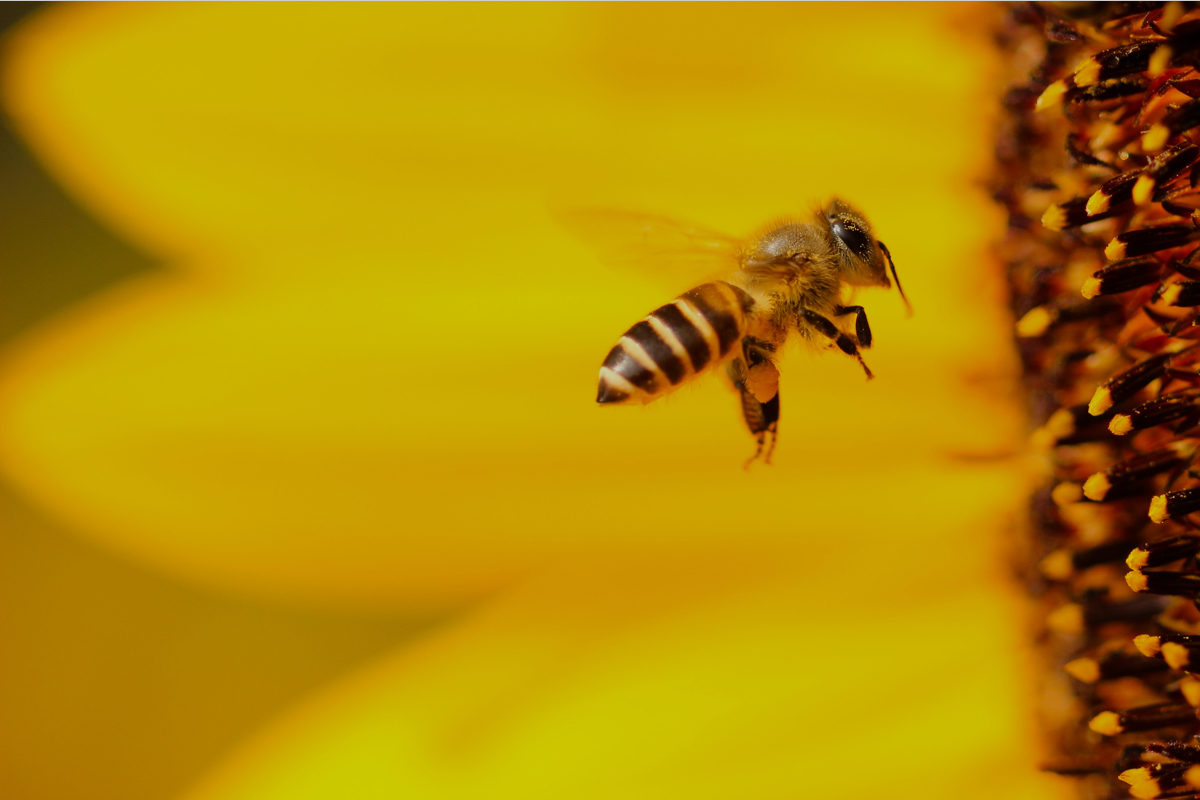 Bee flying into flower