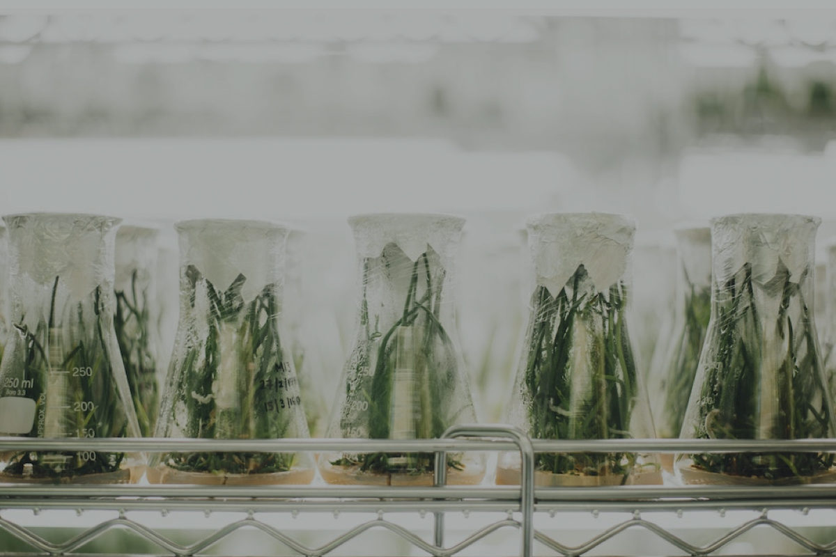 Plants in Beakers