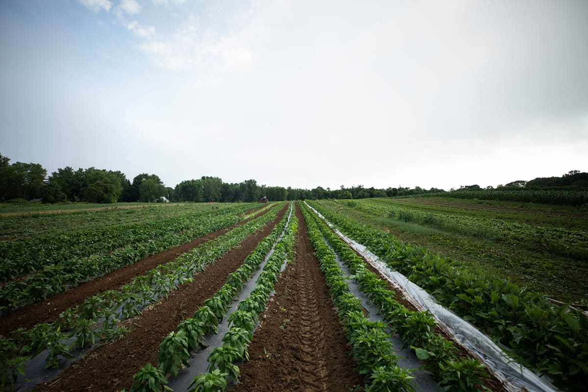 GrownBy is an initiative founded by Farm Generations Coop