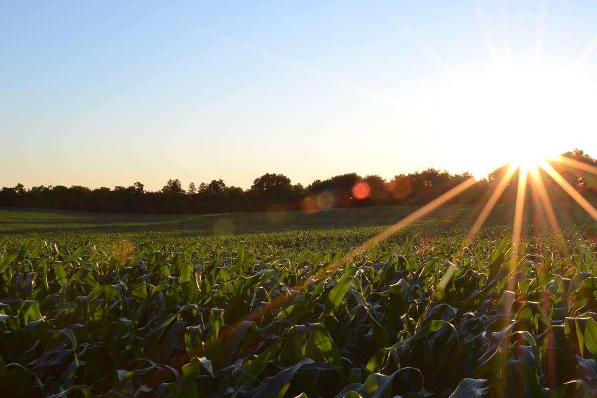 GrownBy is an initiative founded by Farm Generations Coop