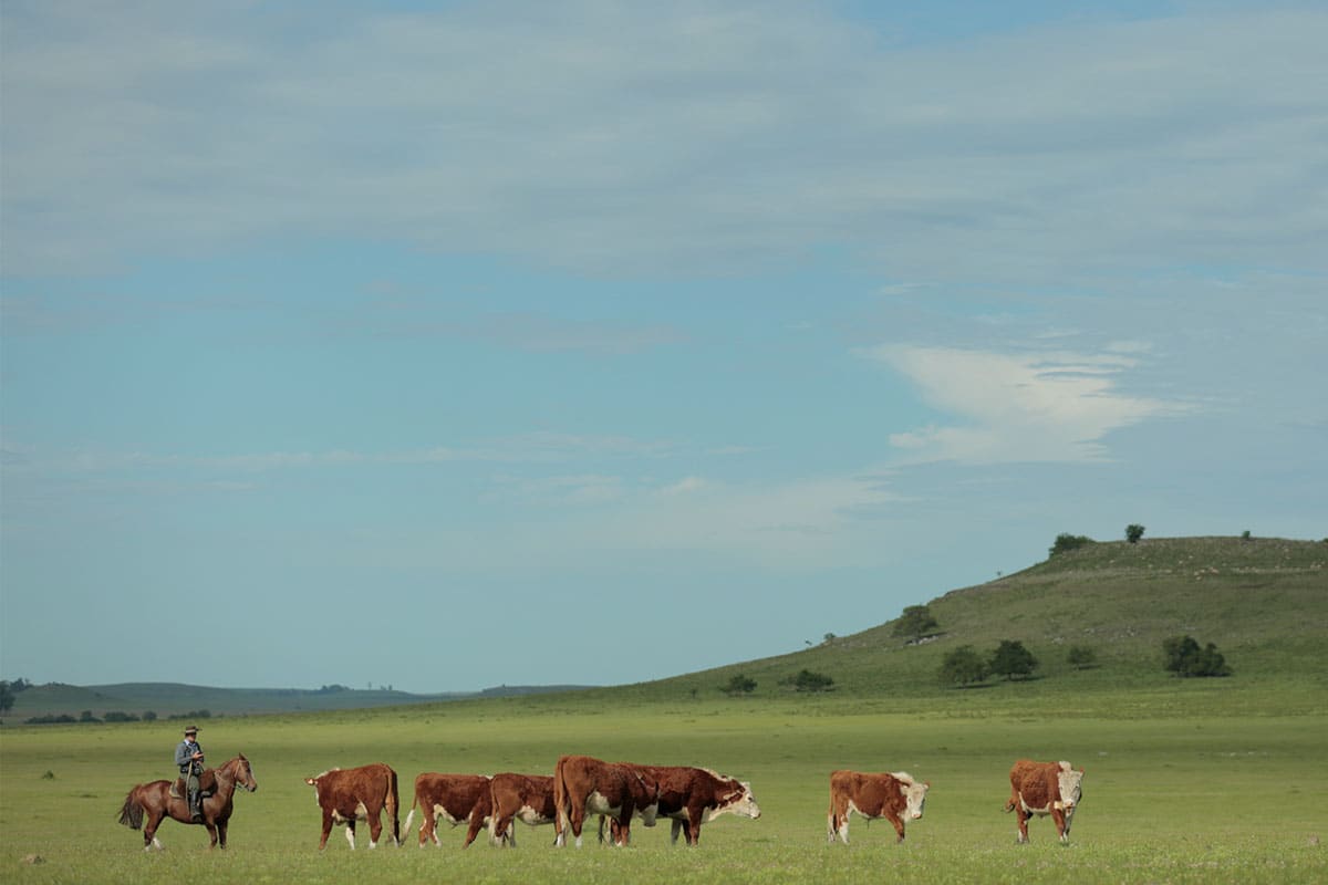 Verde Farms are raising cattle sustainably 