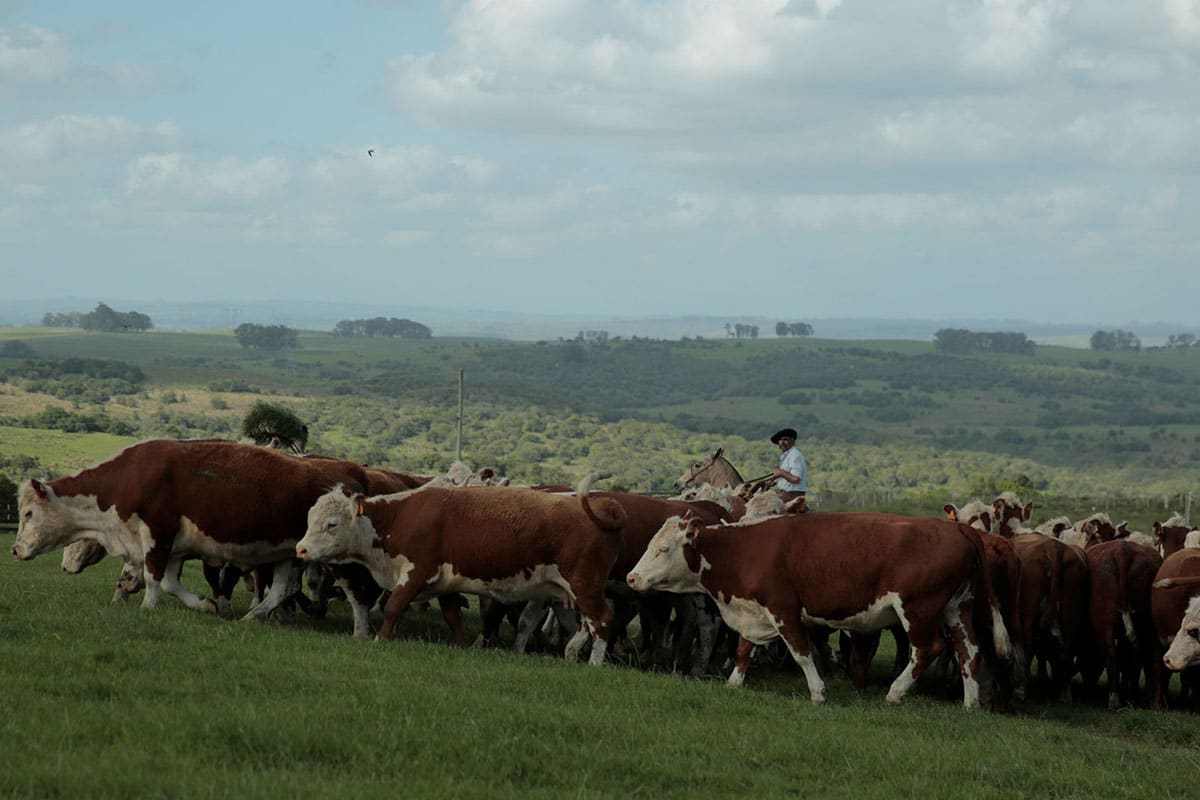 Verde Farms are raising cattle sustainably 