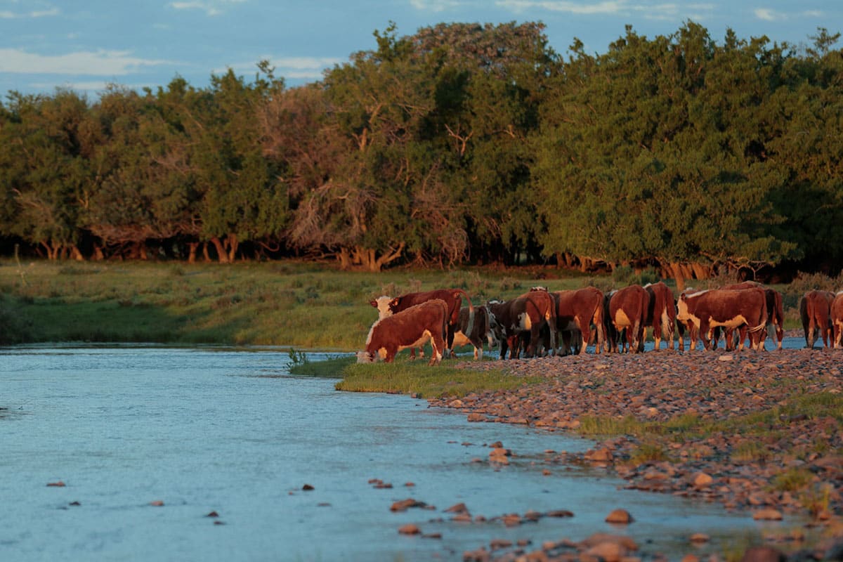 Verde Farms are raising cattle sustainably 