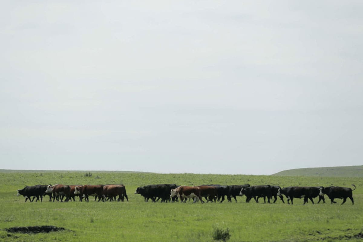 The Gaucho way is better for the animals and planet