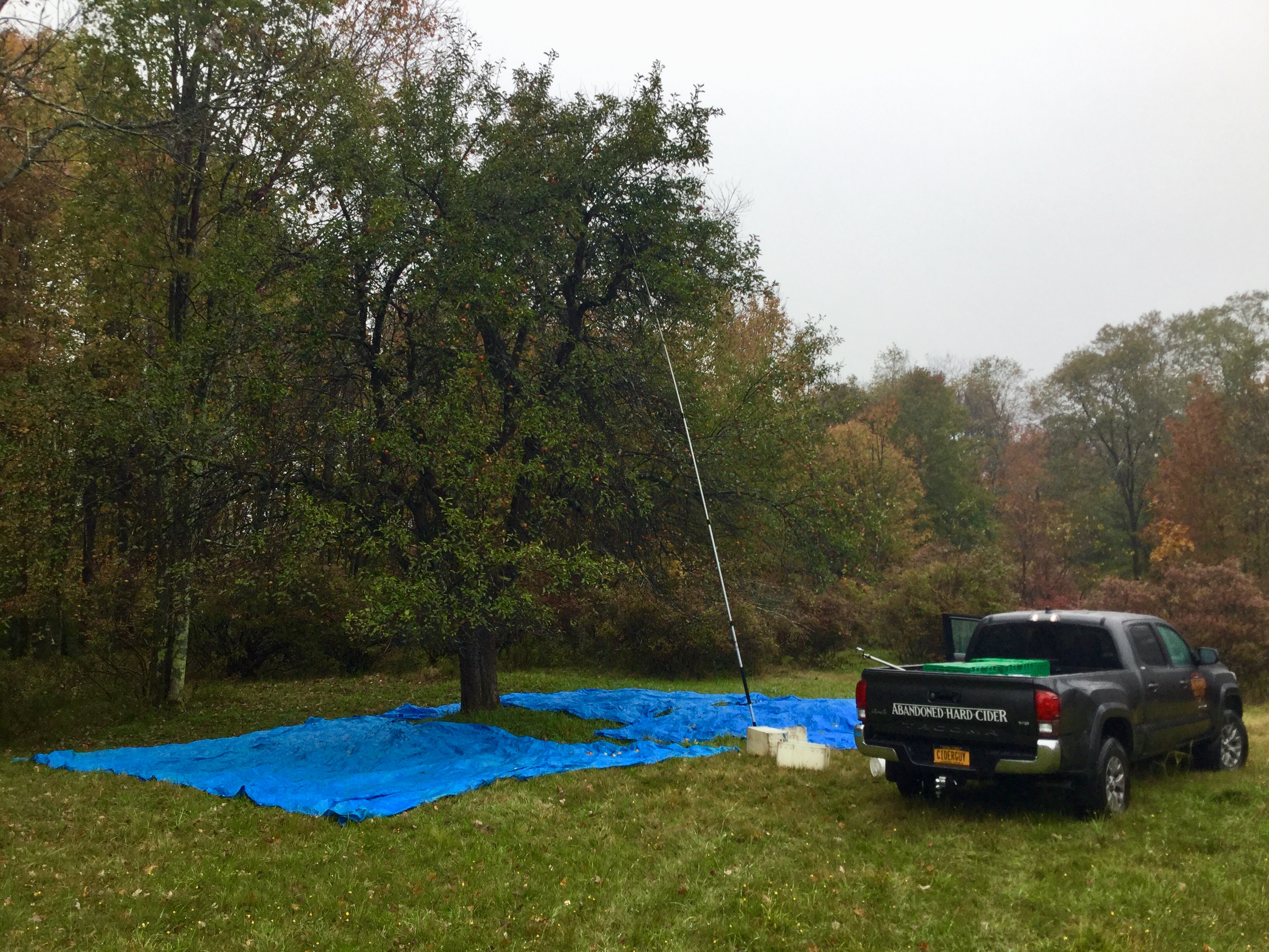 Image of an apple tree and a pickup truck harvesting apples for Abandoned Cider