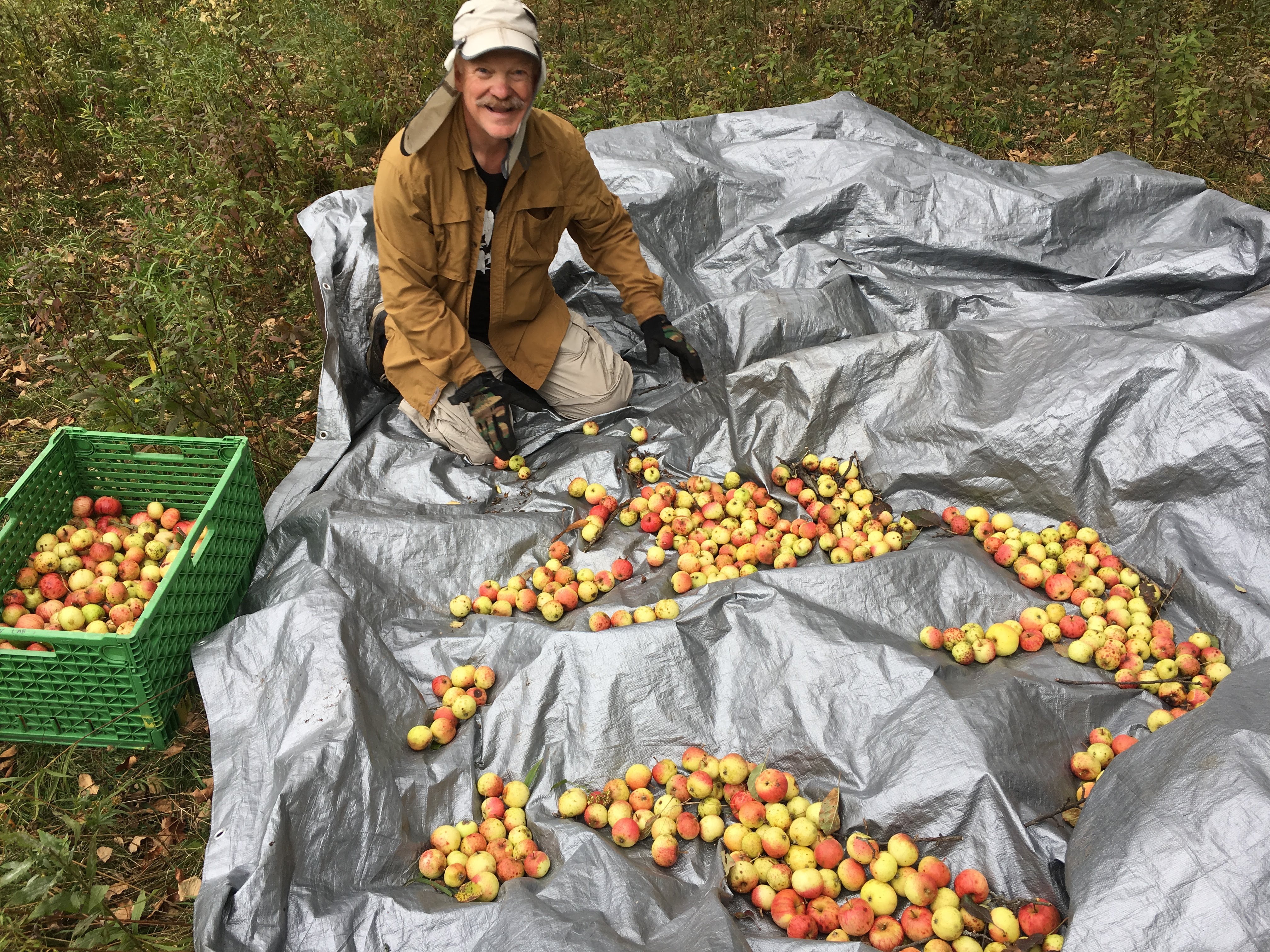 Picture of a man kneeling on the ground, there is a tarp under him. He is surrounded by apples.