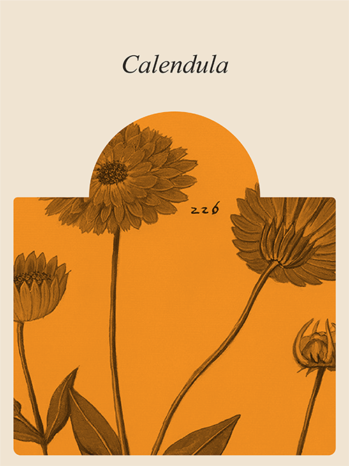 Muses Calendula