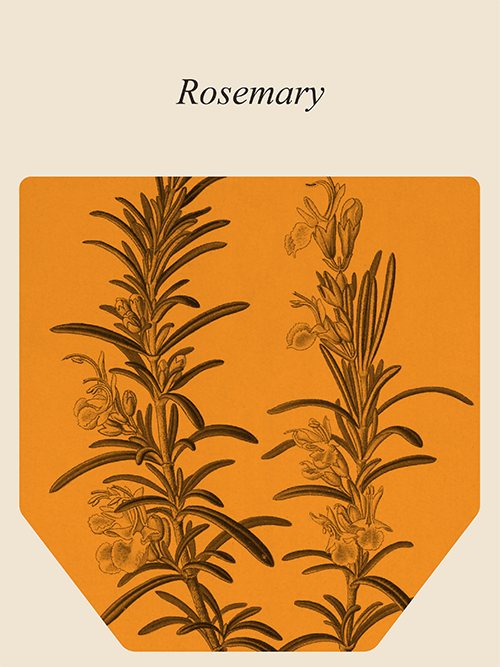 Muses Rosemary