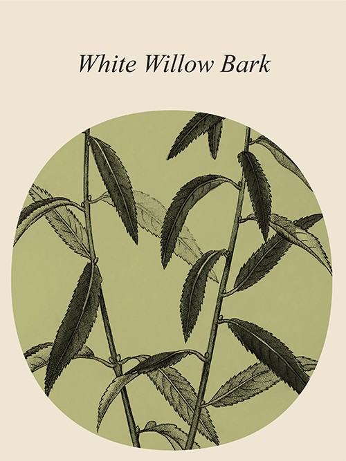 Muses White Willow Bark